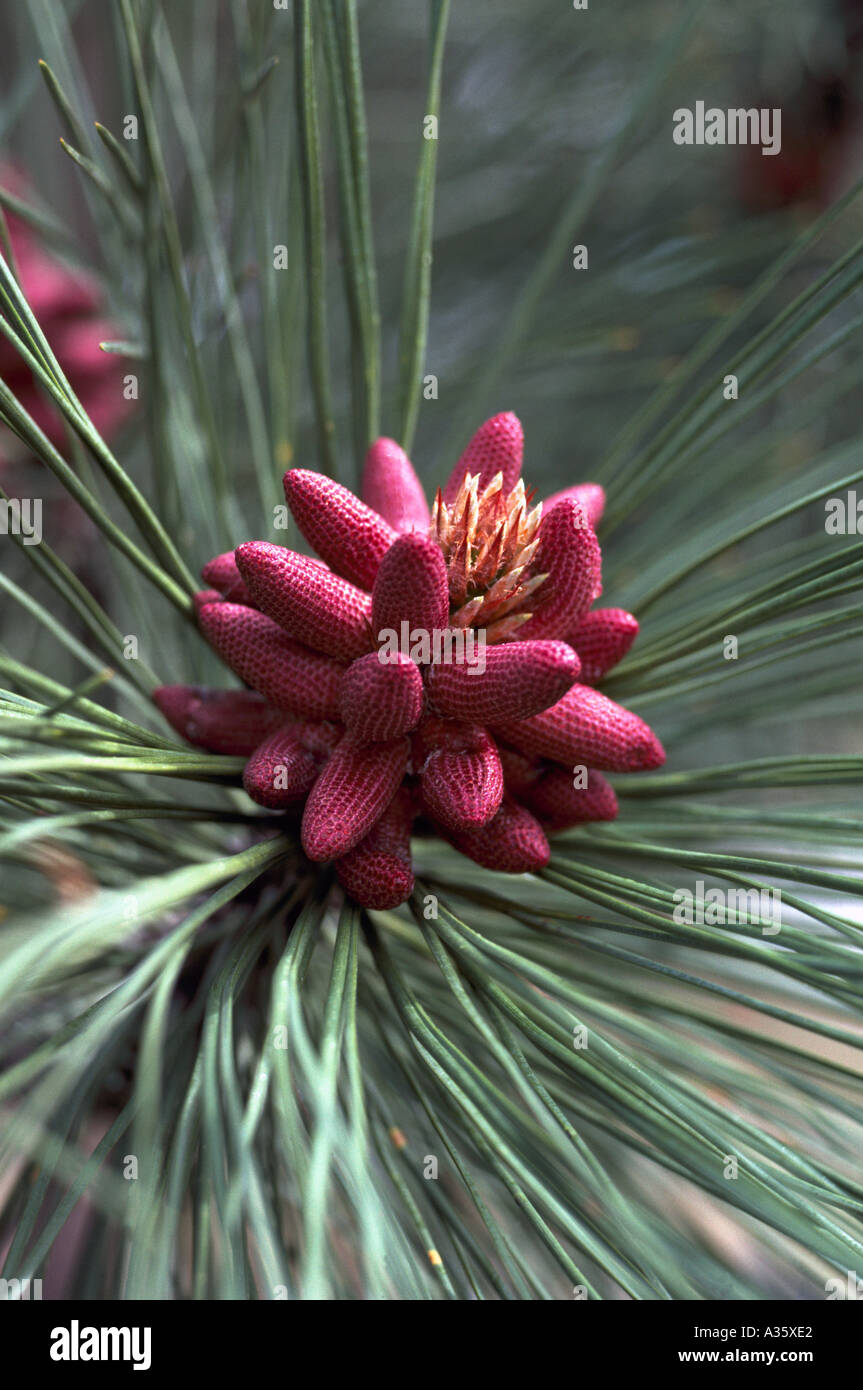 Pollen Cones and Needles on a Ponderosa Pine (Pinus ponderosa) Tree, British Columbia, Canada Stock Photo