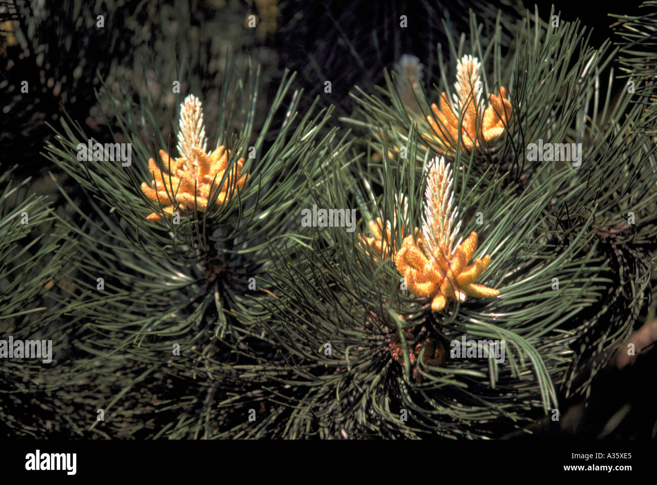Pollen Cones and Needles on a Lodgepole Pine Tree (Pinus contorta latifolia), British Columbia, Canada Stock Photo