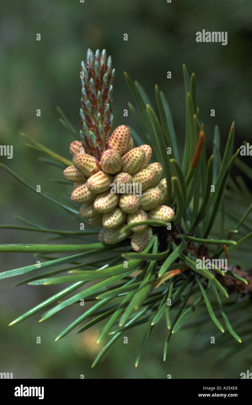 Pollen Cones and Needles on a Lodgepole Pine Tree (Pinus contorta