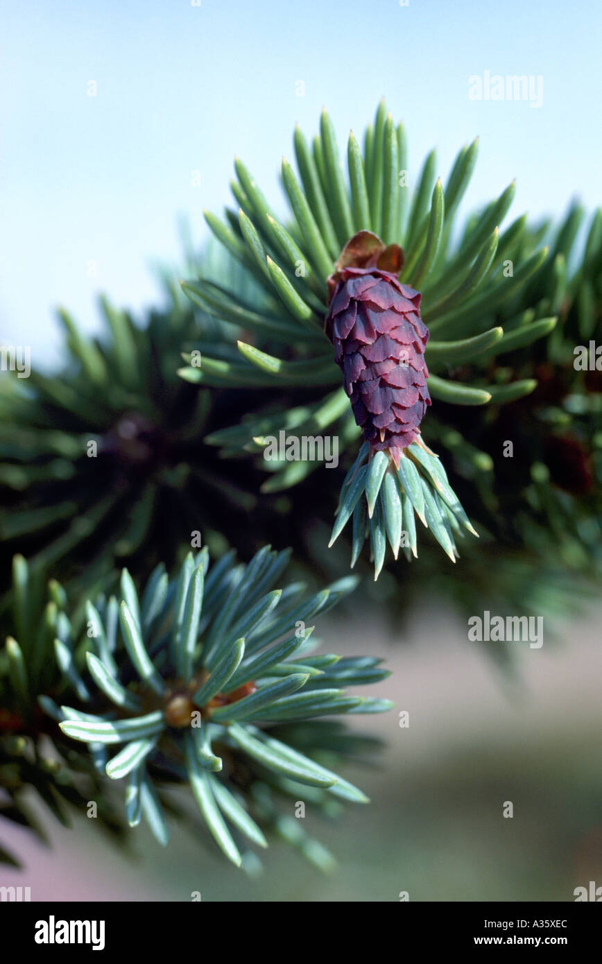 Seed Cones on Sitka Spruce Tree (Picea sitchensis), BC, British Columbia, Canada Stock Photo