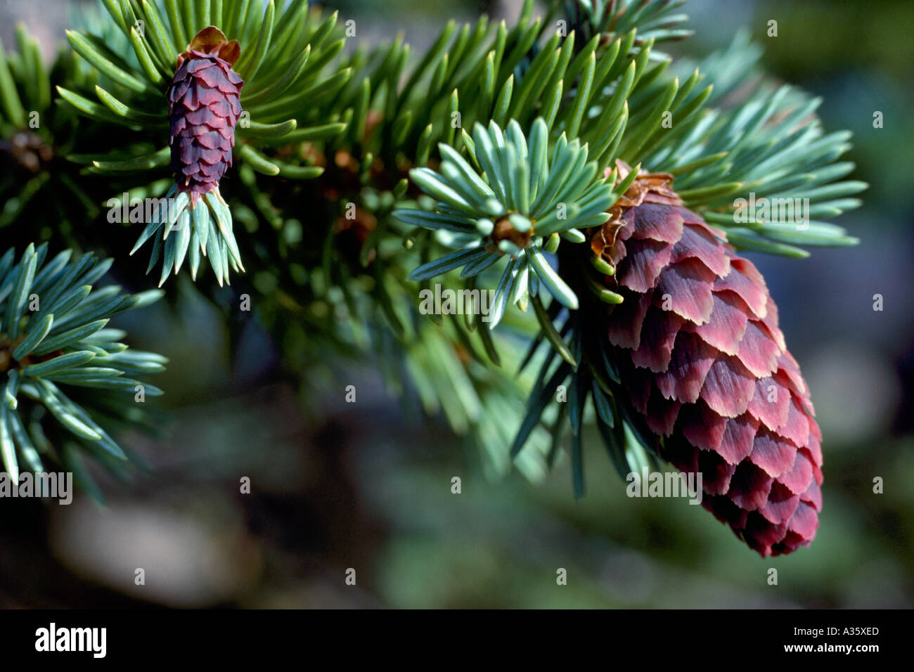 Seed Cones on Sitka Spruce Tree (Picea sitchensis), BC, British Columbia, Canada Stock Photo