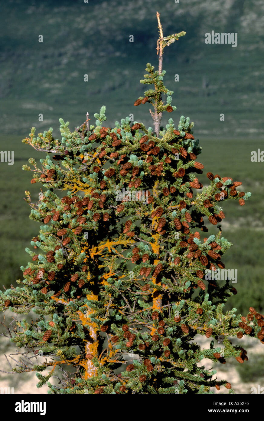 Seed Cones on Black Spruce Tree (Picea mariana), BC, British Columbia, Canada Stock Photo