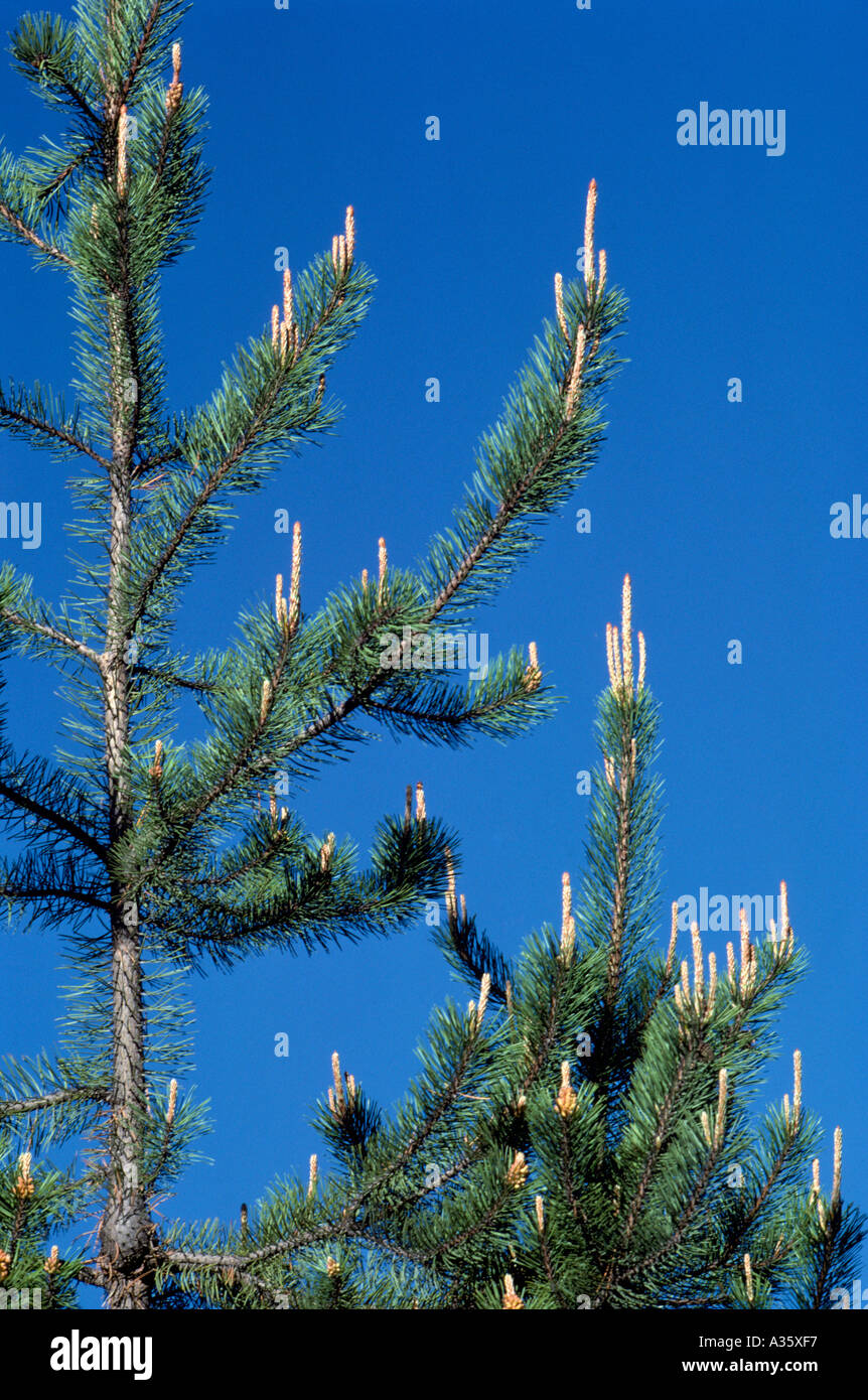 New Growth on a Lodgepole Pine Tree (Pinus contorta latifolia), British Columbia, Canada Stock Photo