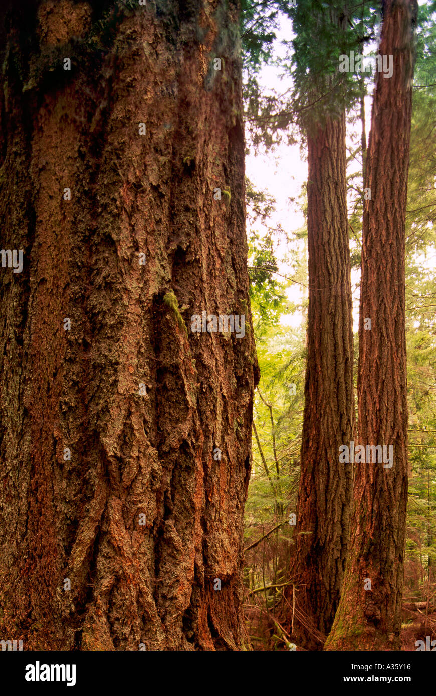 Douglas Fir Trees (Pseudotsuga menziesii) grow in Temperate Rainforest on West Coast, Vancouver Island, British Columbia, Canada Stock Photo