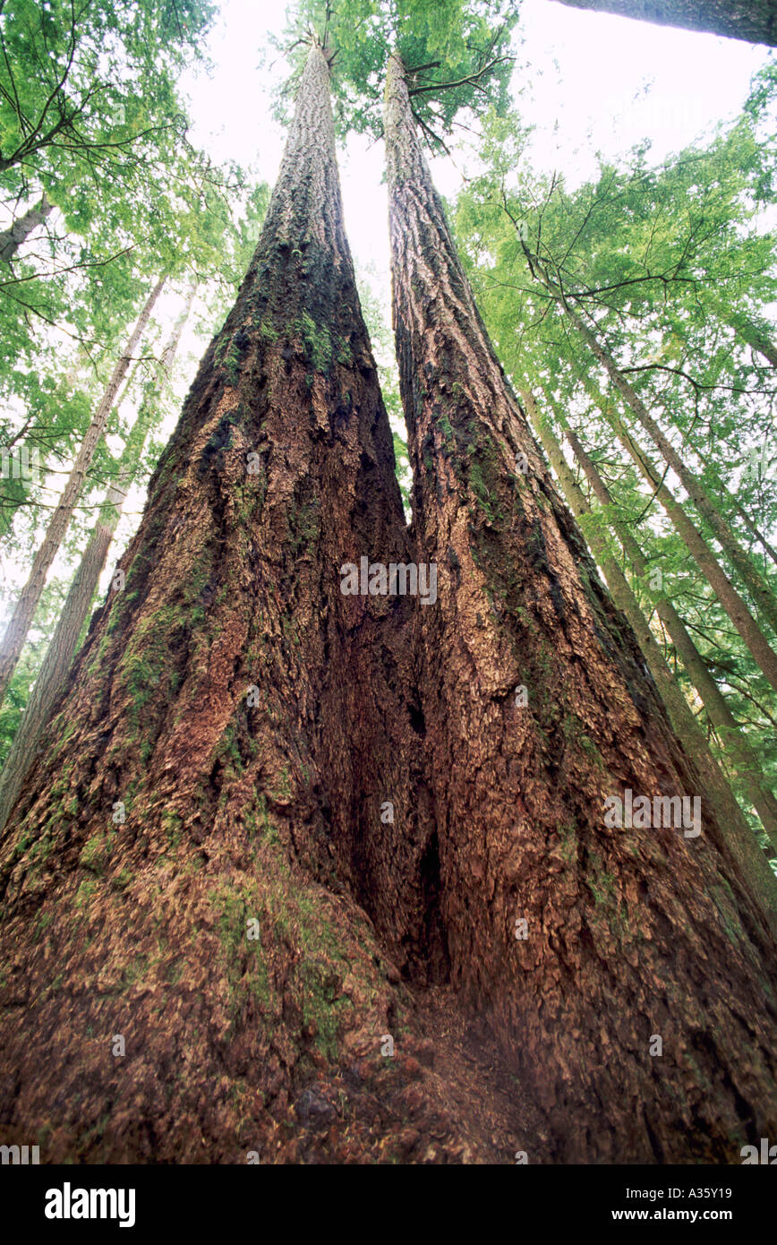 Douglas Fir Trees (Pseudotsuga menziesii) grow in Old Growth Temperate Rainforest, Vancouver Island, British Columbia, Canada Stock Photo