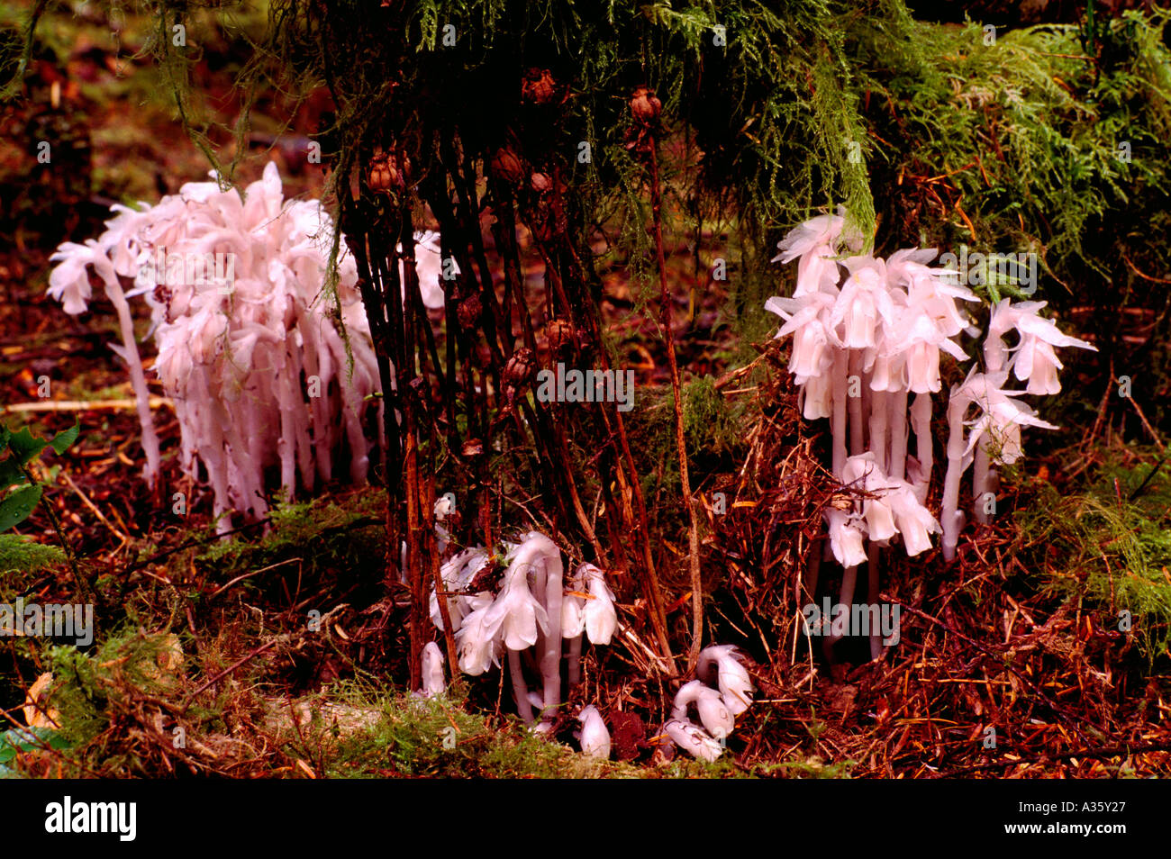 Indian Pipe growing in a West Coast Forest in British Columbia Canada Stock Photo