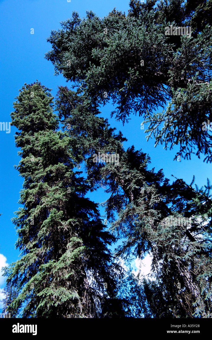 Black Spruce Trees along the West Coast of British Columbia, Canada Stock Photo
