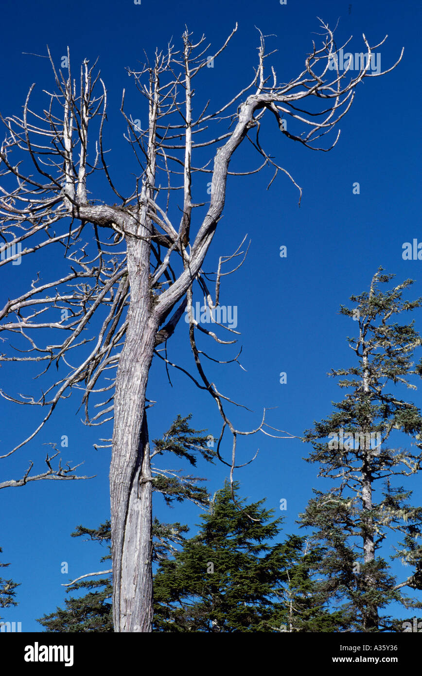Dead Tree / Snag in a West Coast Forest, BC, British Columbia, Canada Stock  Photo - Alamy