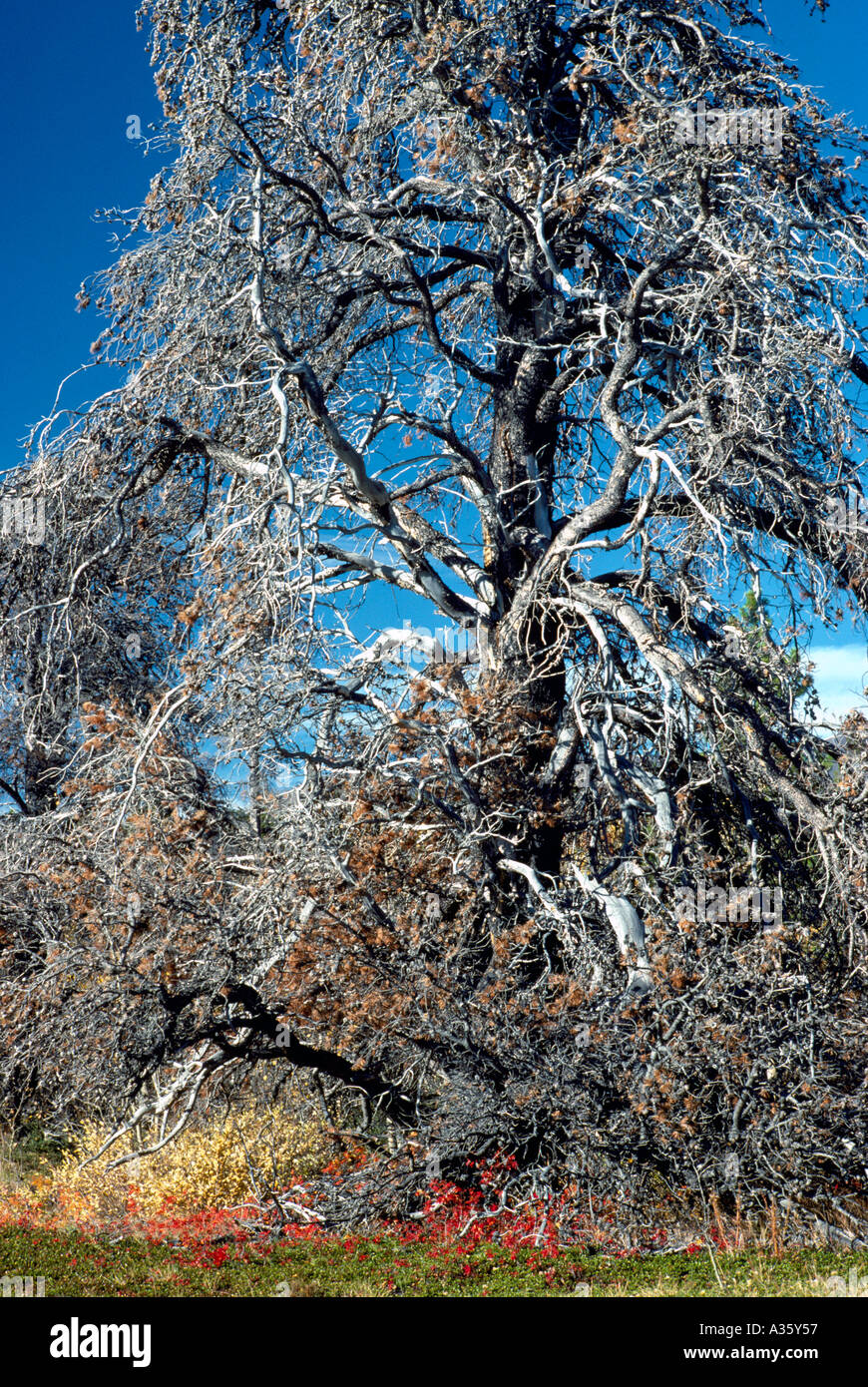 Tangled branches tree hi-res stock photography and images - Alamy