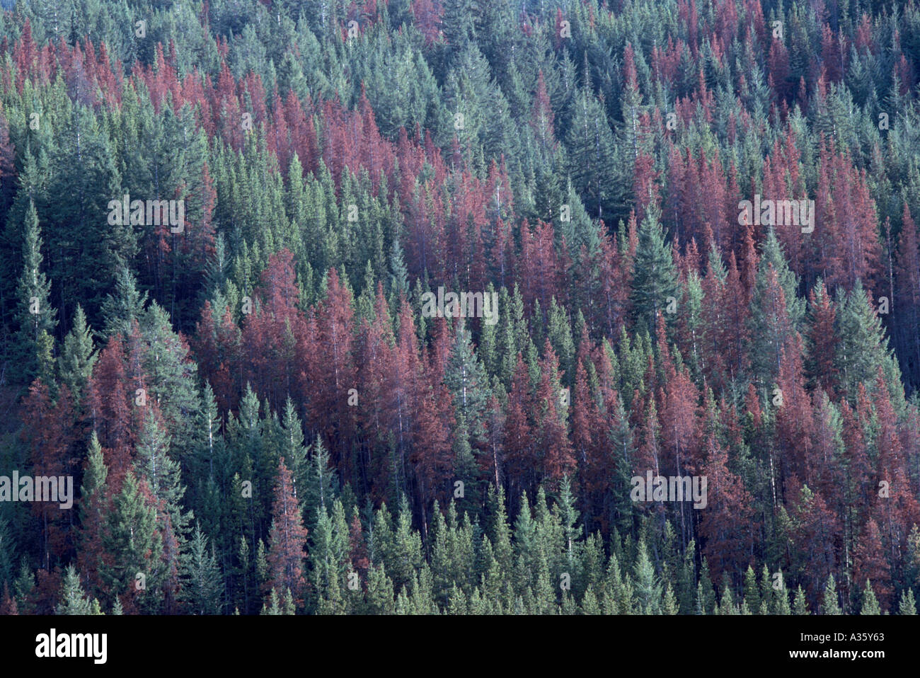 Dying Lodgepole Pine Trees (Pinus contorta) in Forest infested by Stock