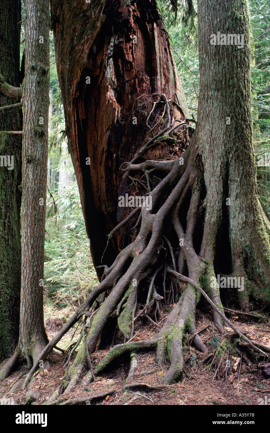 Exposed Tree Roots growing on a Tree Trunk in British Columbia Canada Stock Photo