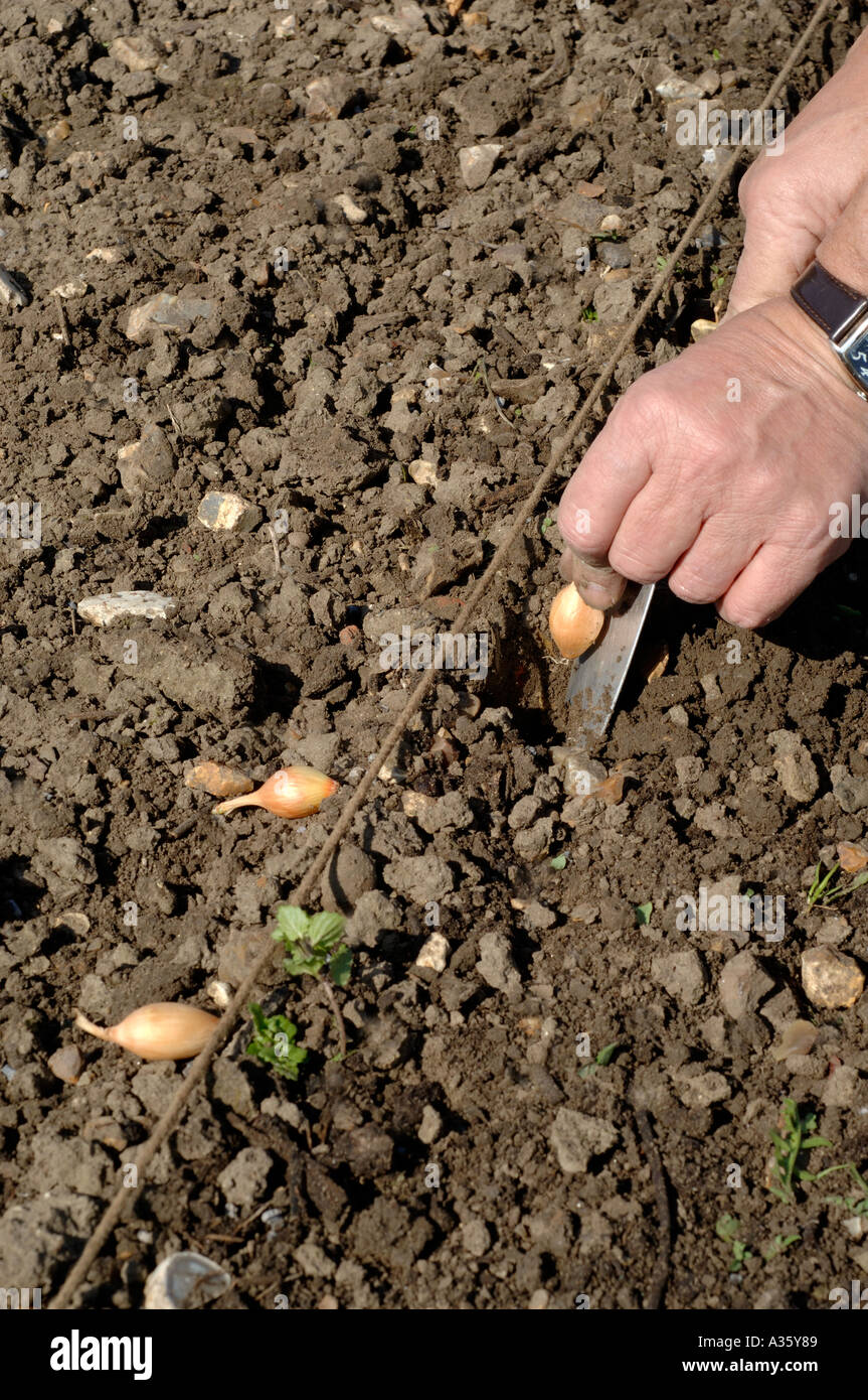 Onion sets gardening hi-res stock photography and images - Alamy