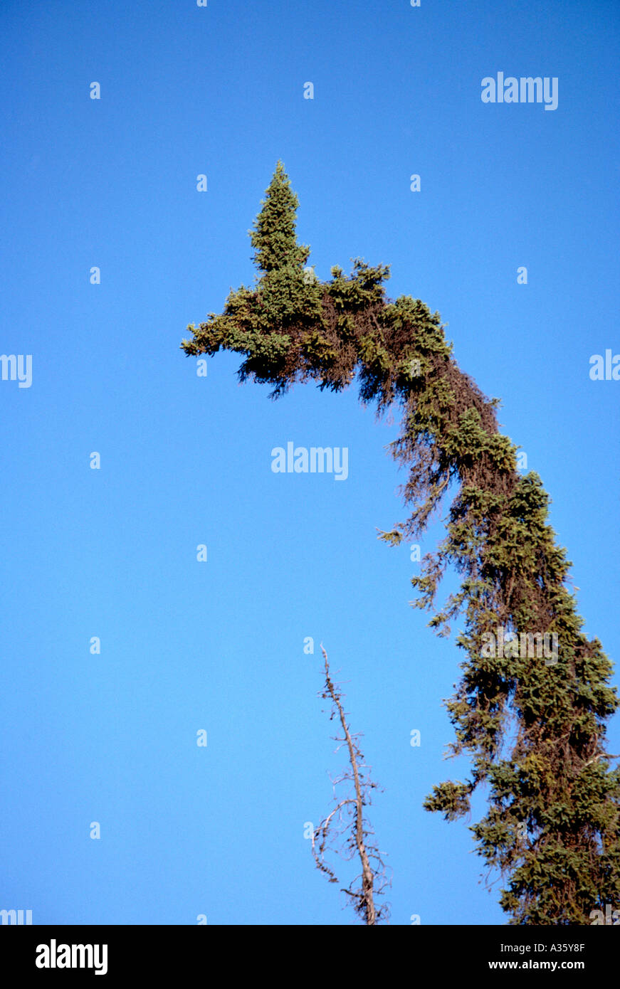 Abnormal Crown on a Coniferous Tree in British Columbia Canada Stock ...