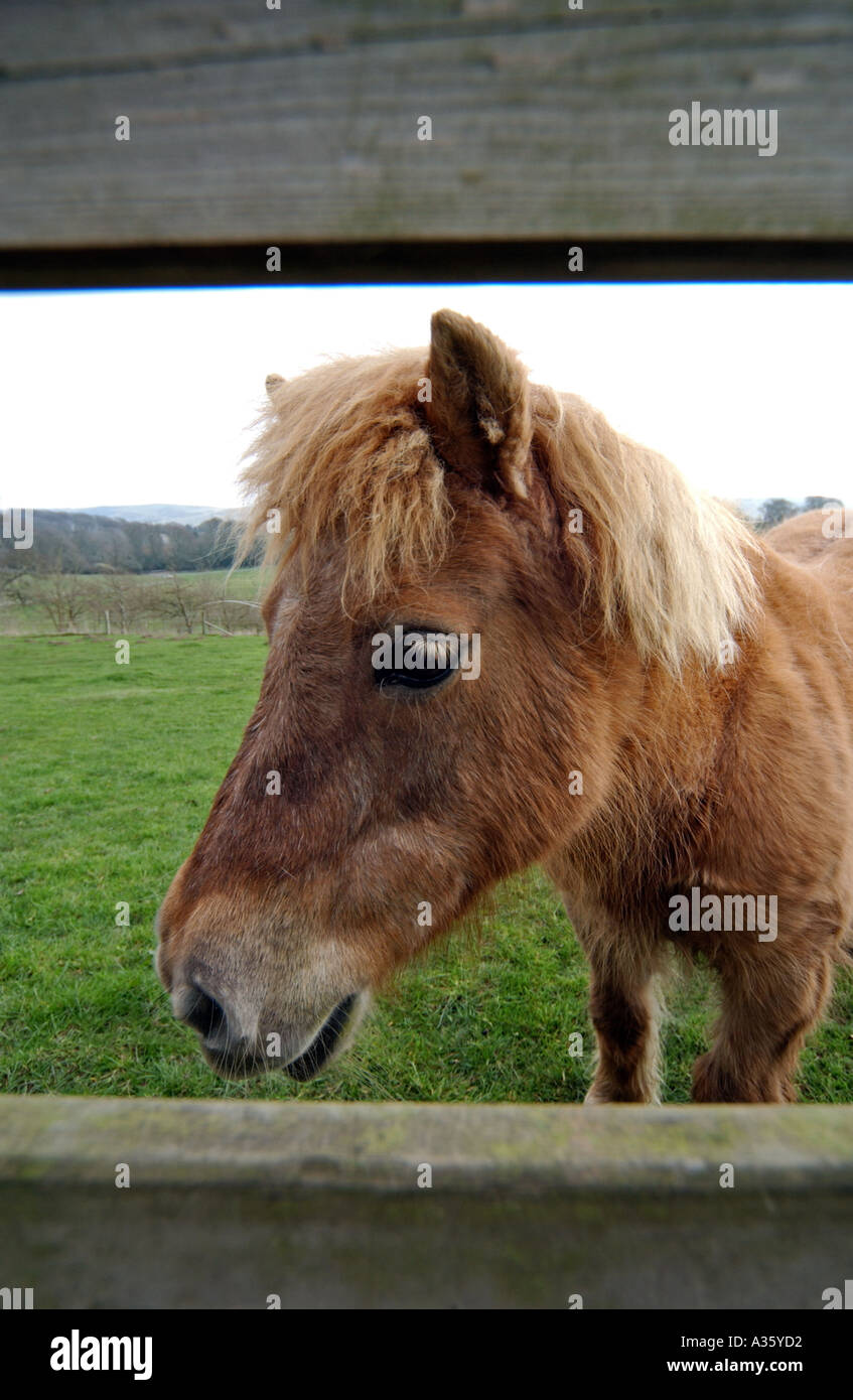 Shetland Miniature Pony Stock Photo
