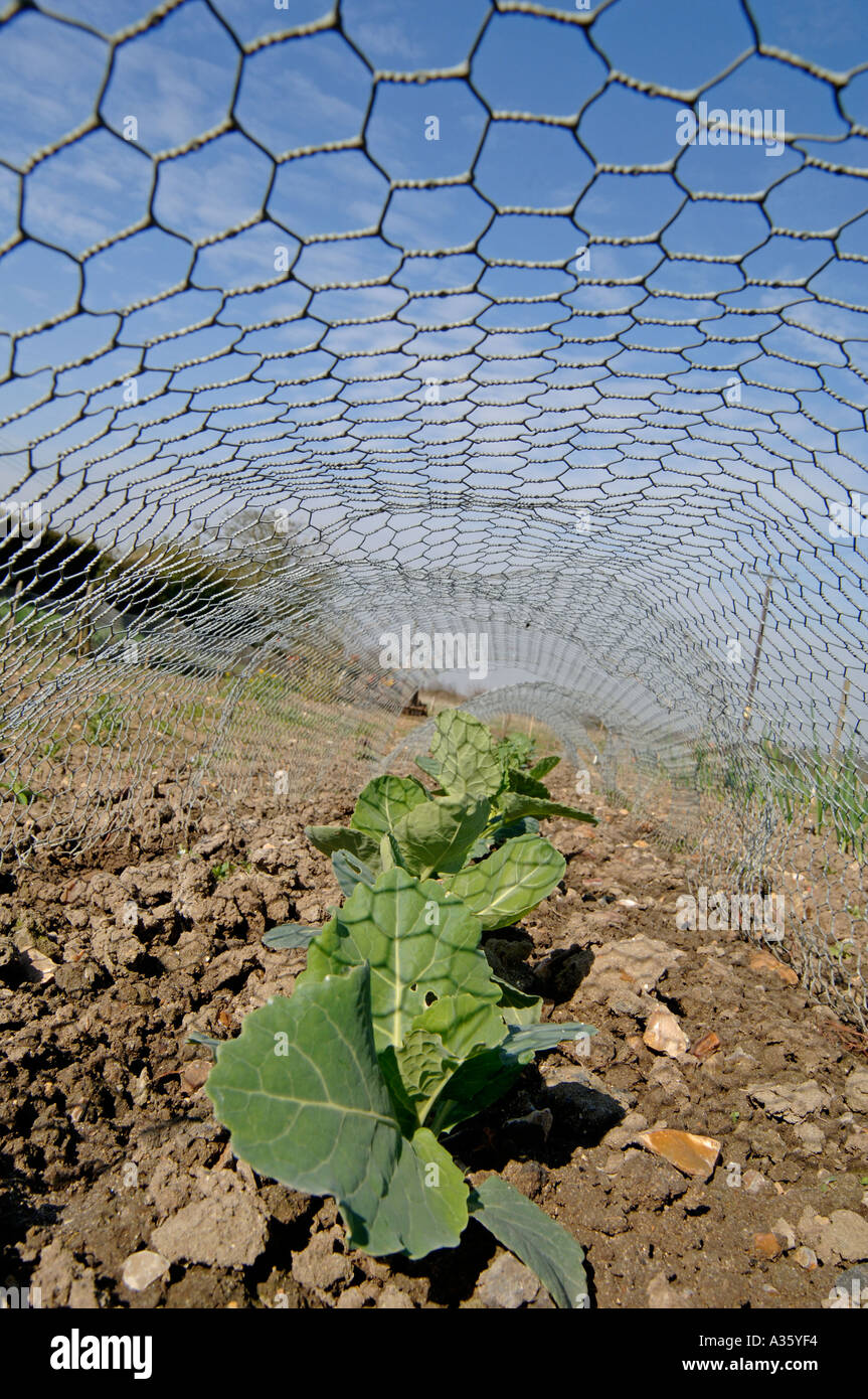 Cabbage netting hi-res stock photography and images - Alamy