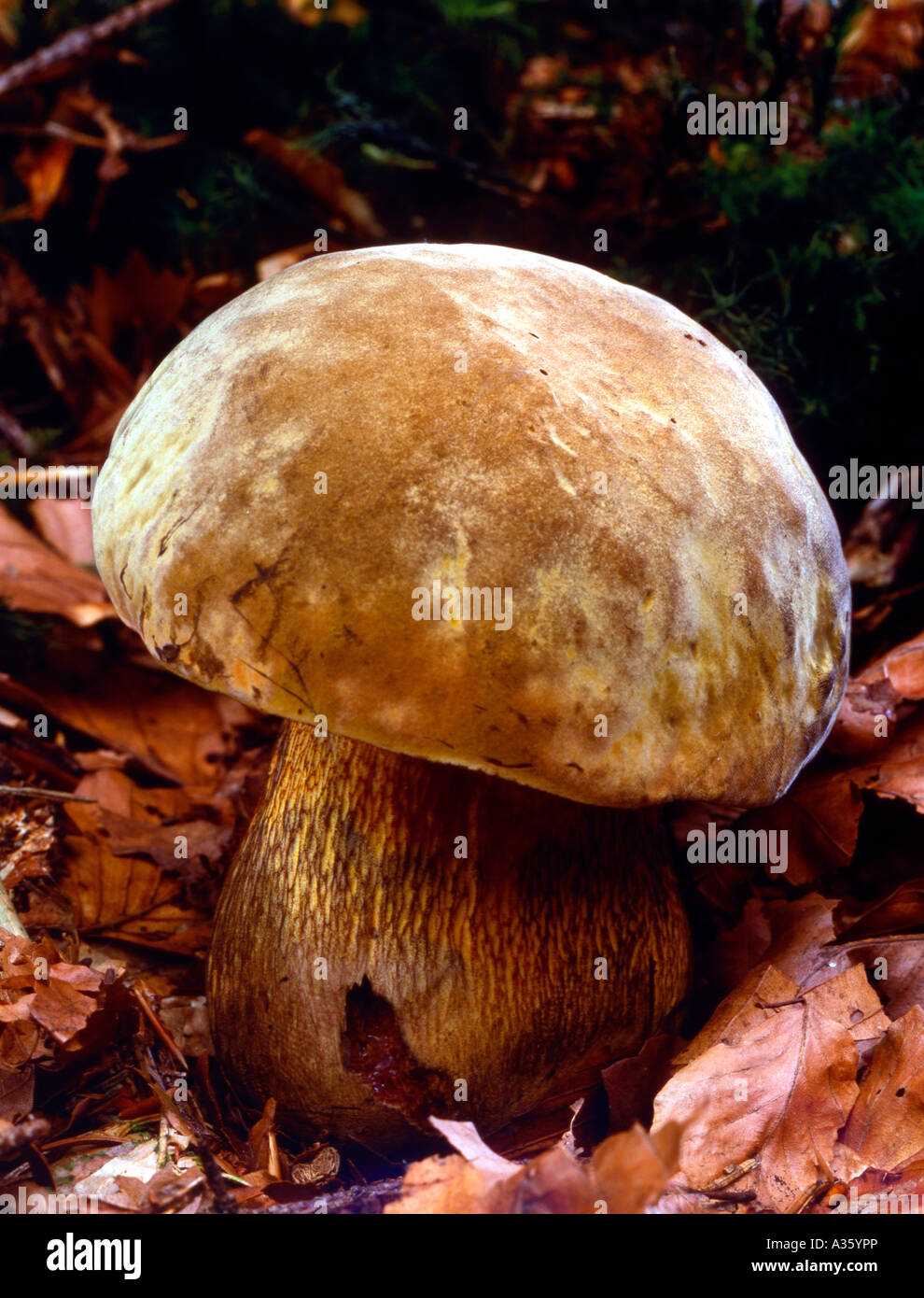 Satanspilz, Satans mushroom Stock Photo