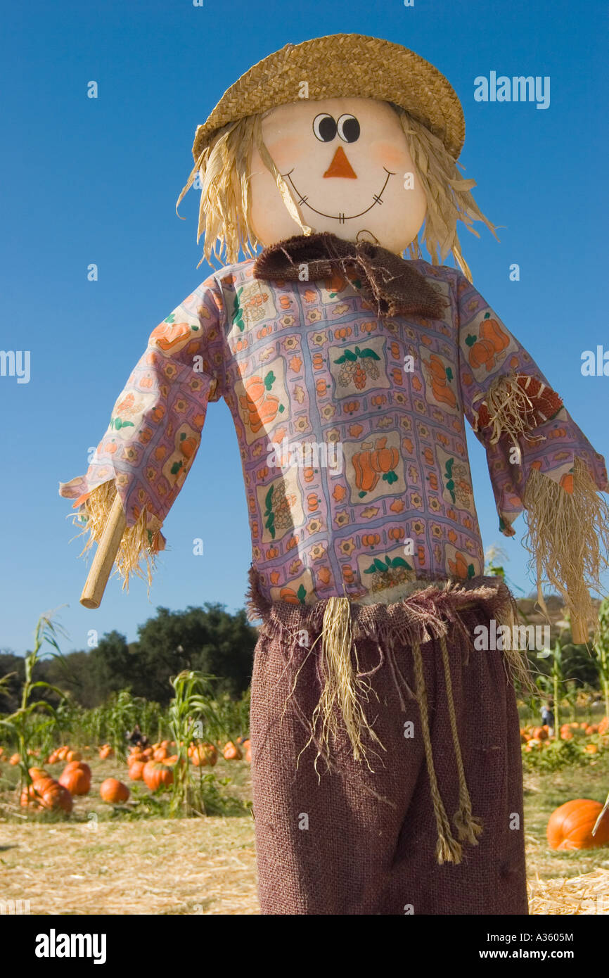 A happy scarecrow with straw hat and hay for hair, stands in front of a pumpkin patch. Stock Photo
