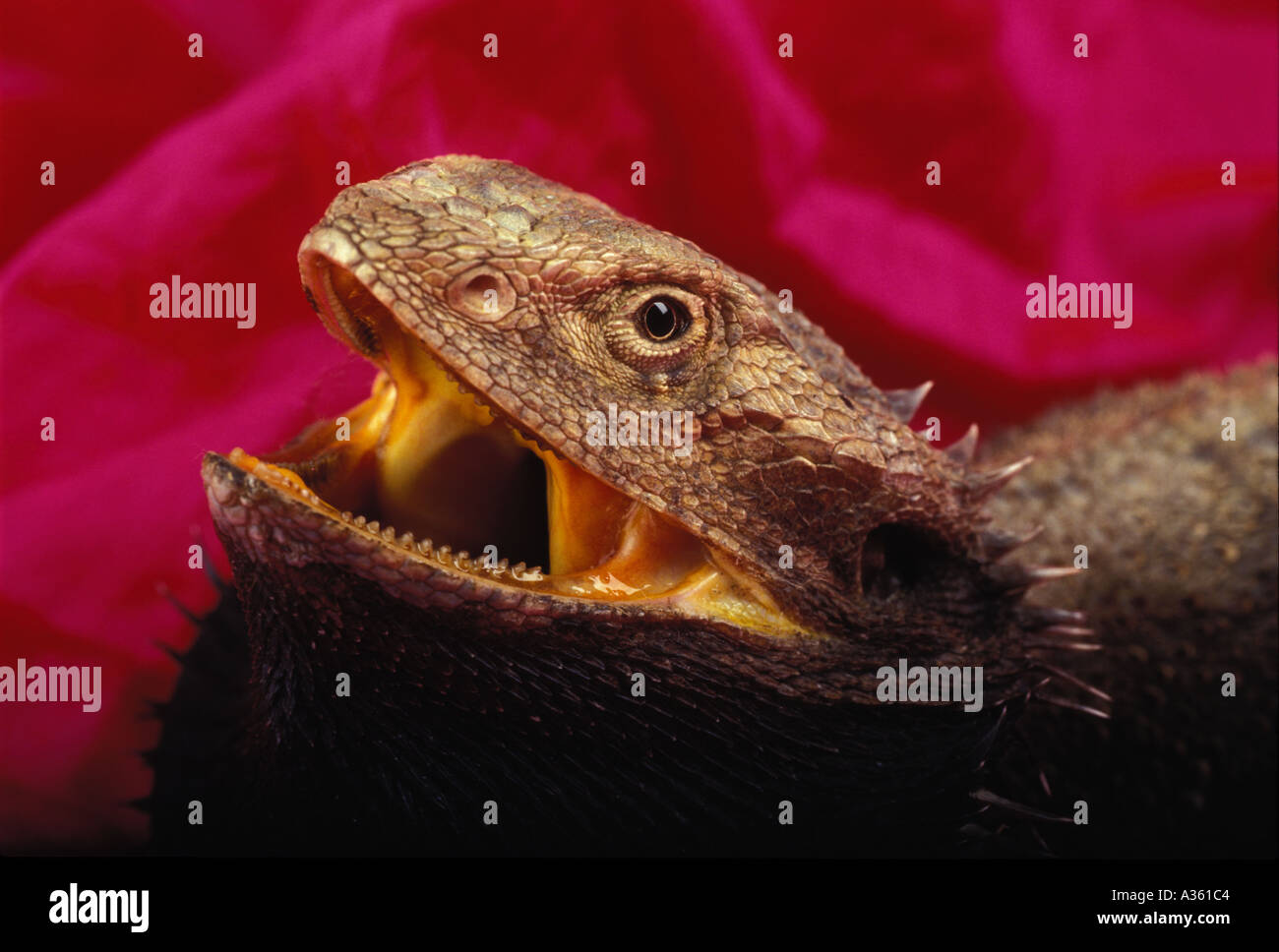 Lizard on Silk Bearded Dragon Pogona vitticeps Stock Photo