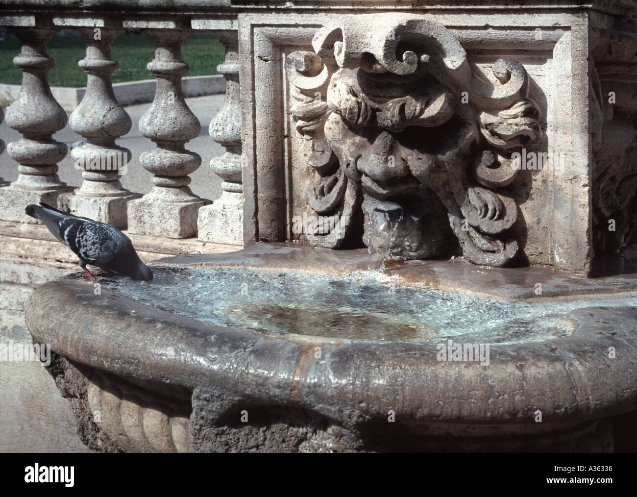 Pigeon in Fountain at Villa Borghese Rome Stock Photo - Alamy