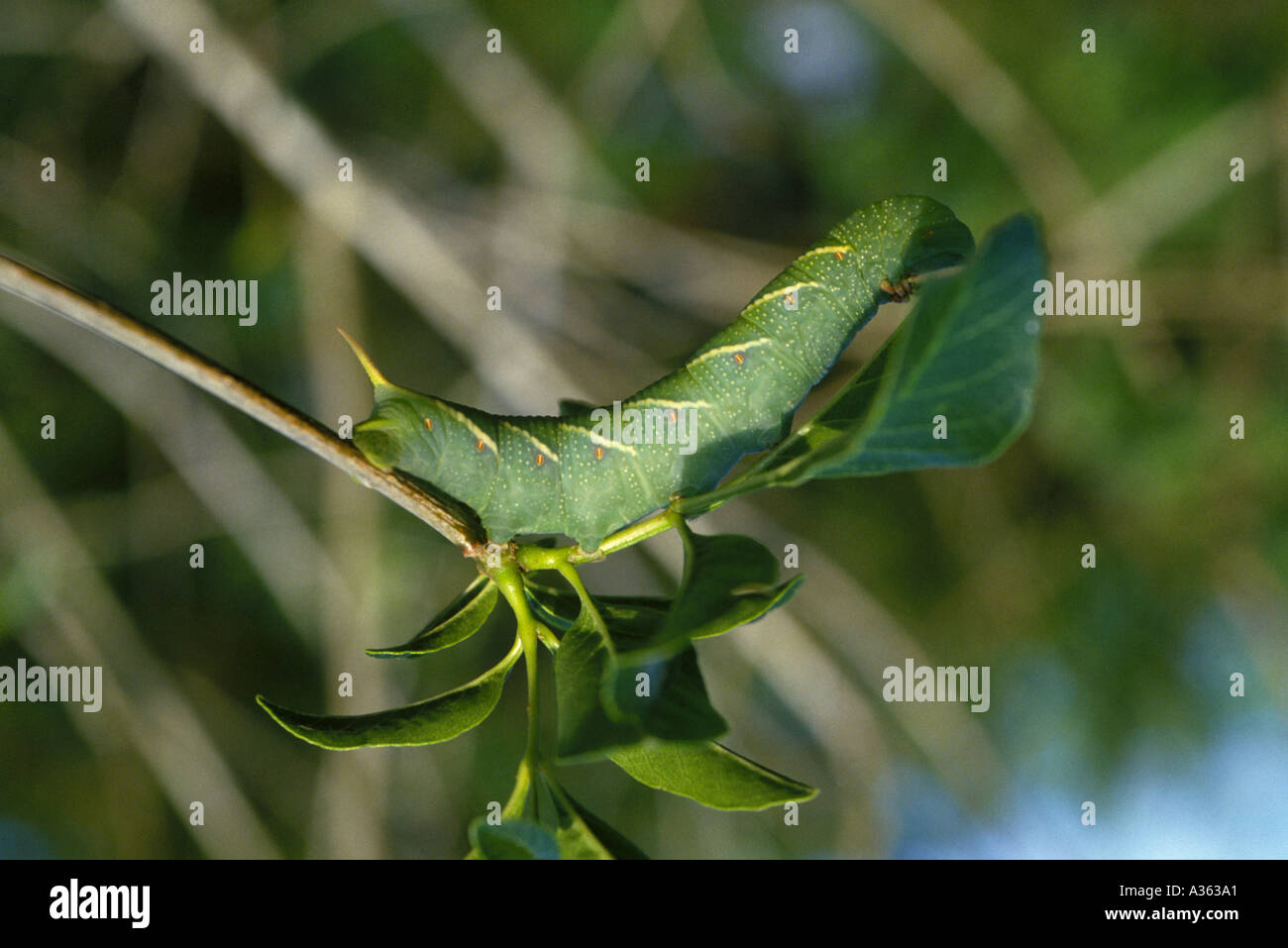 Tobacco Worm manduca sexta These worms will destroy tomato plants and