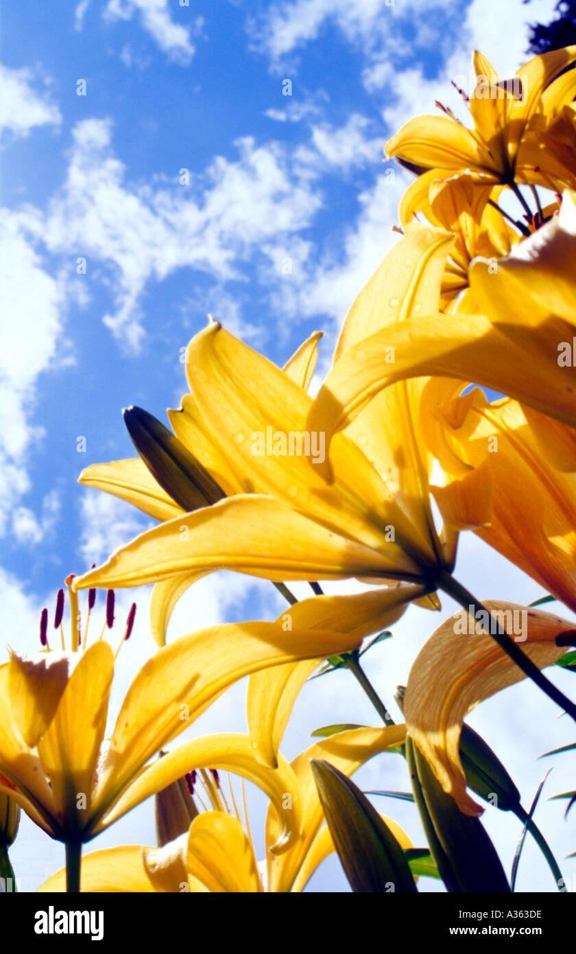 Asiatic hybrid hi-res stock photography and images - Alamy