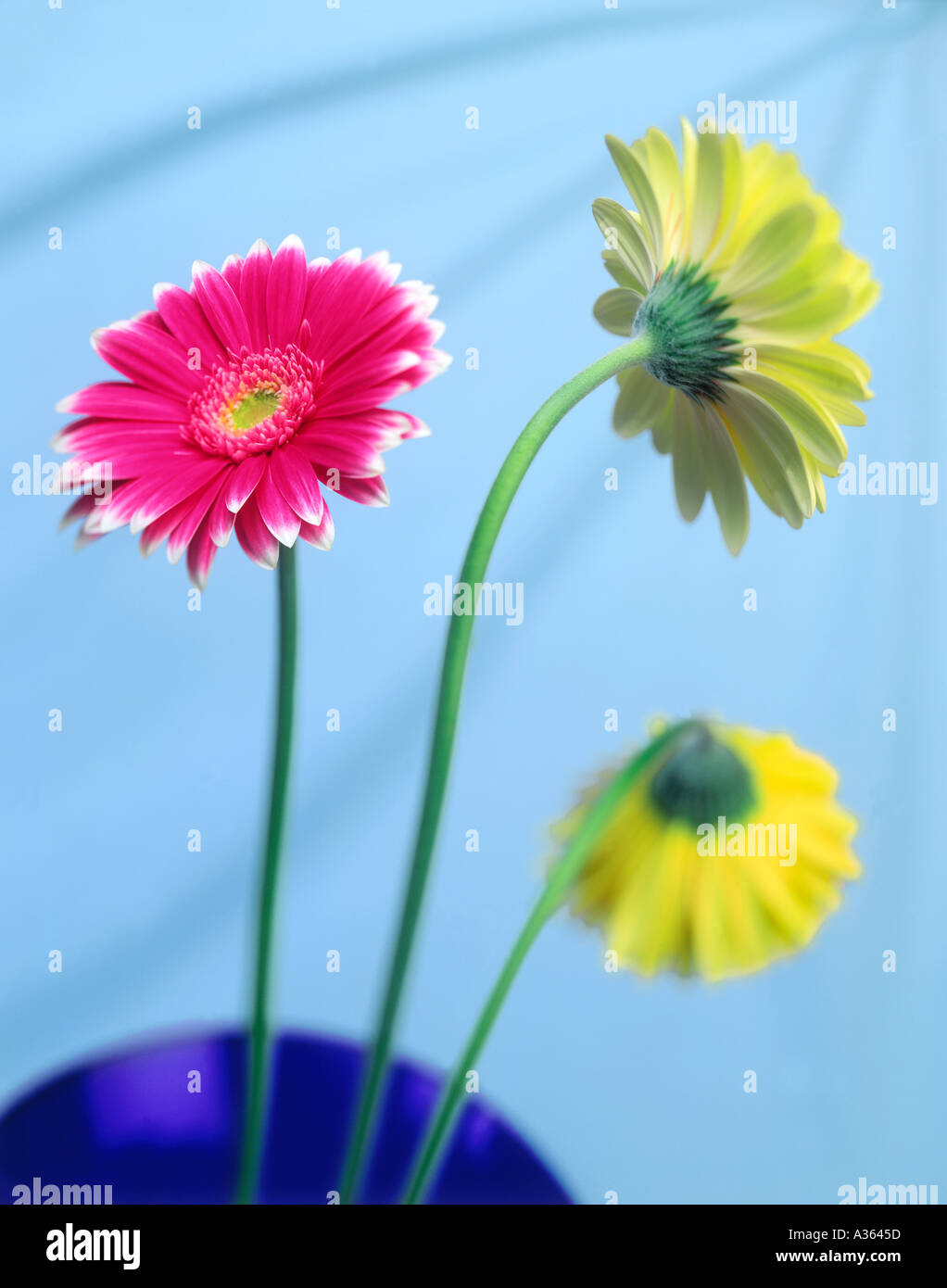 Gerber Daisy Flowers Stock Photo