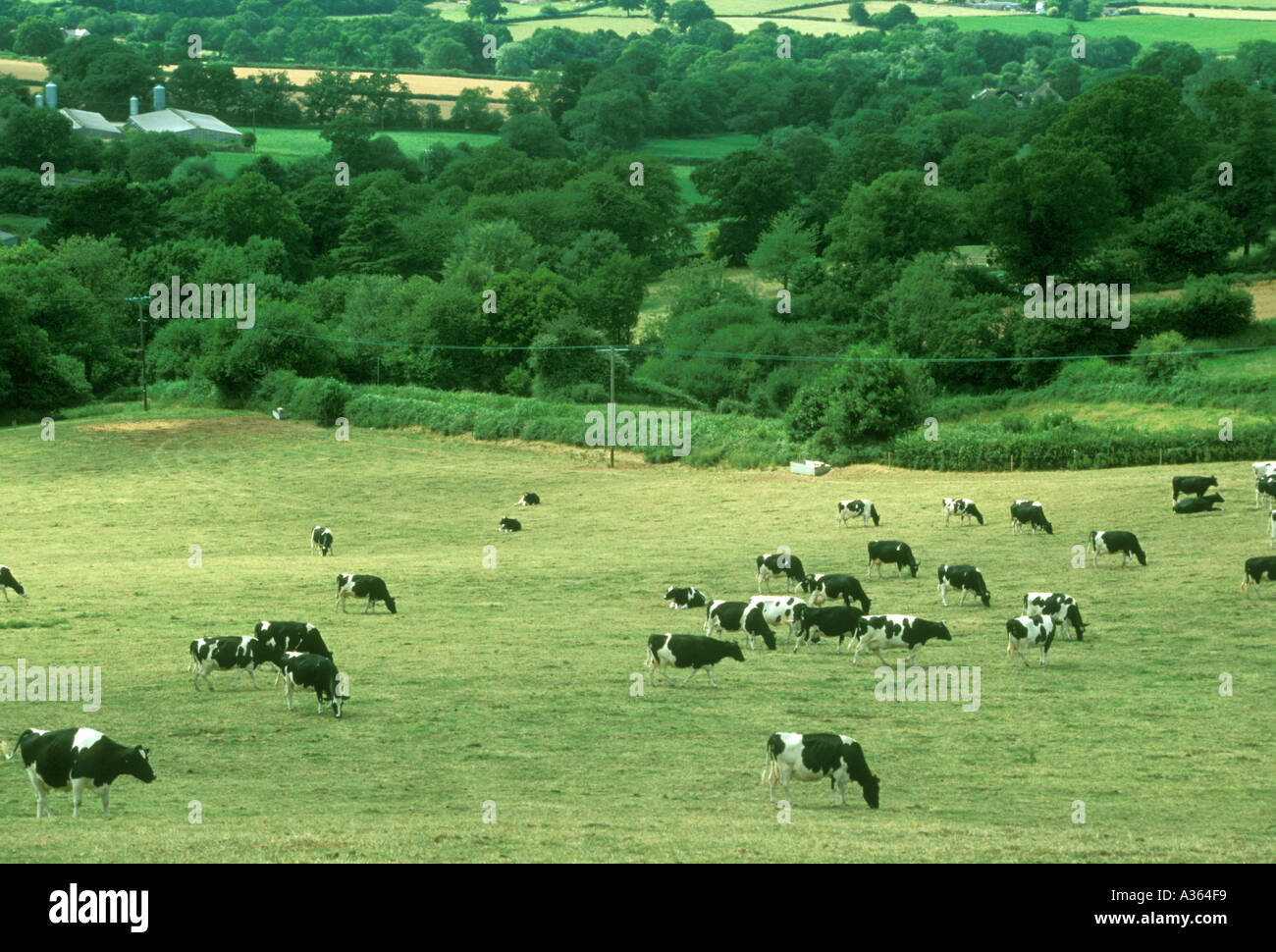 Grazing herd of Freisan cattle Stock Photo - Alamy