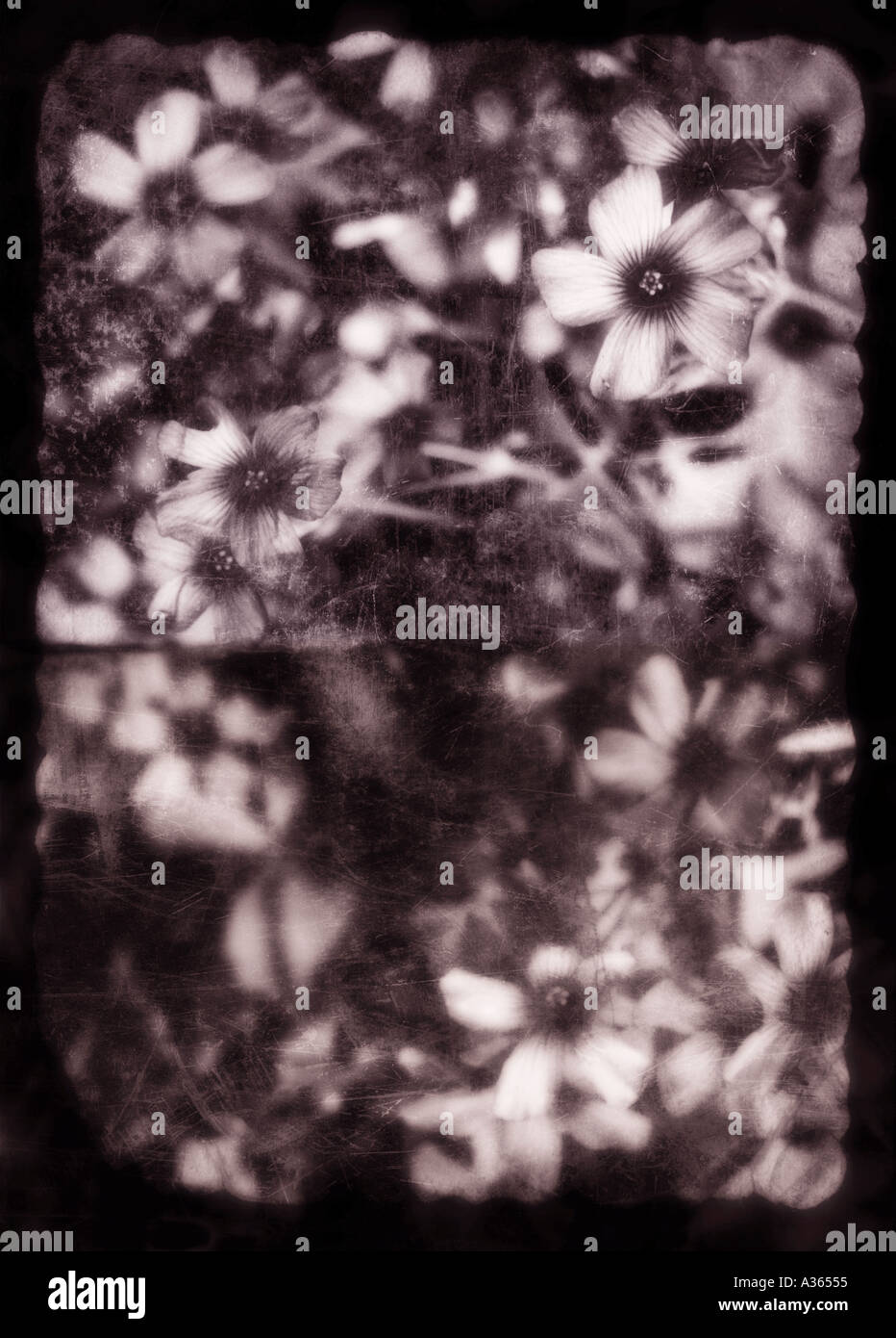 flower 3 Stock Photo