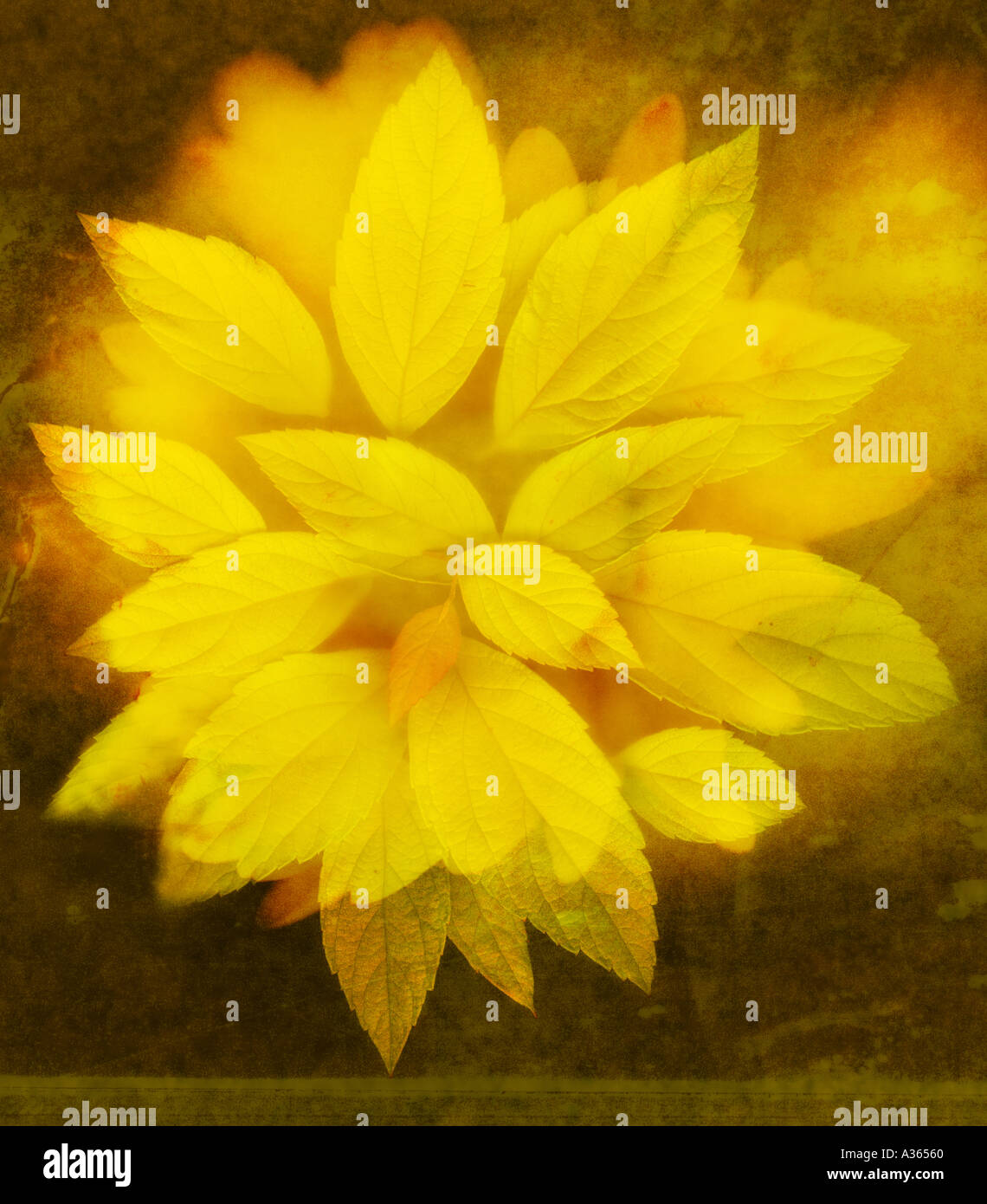 Gold leaf art hi-res stock photography and images - Alamy