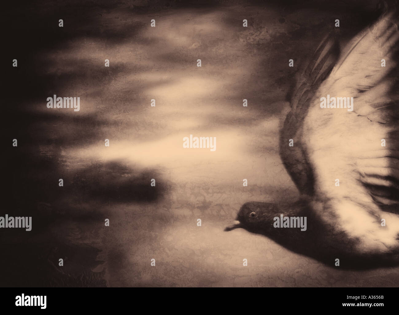 pigeon 3 Stock Photo