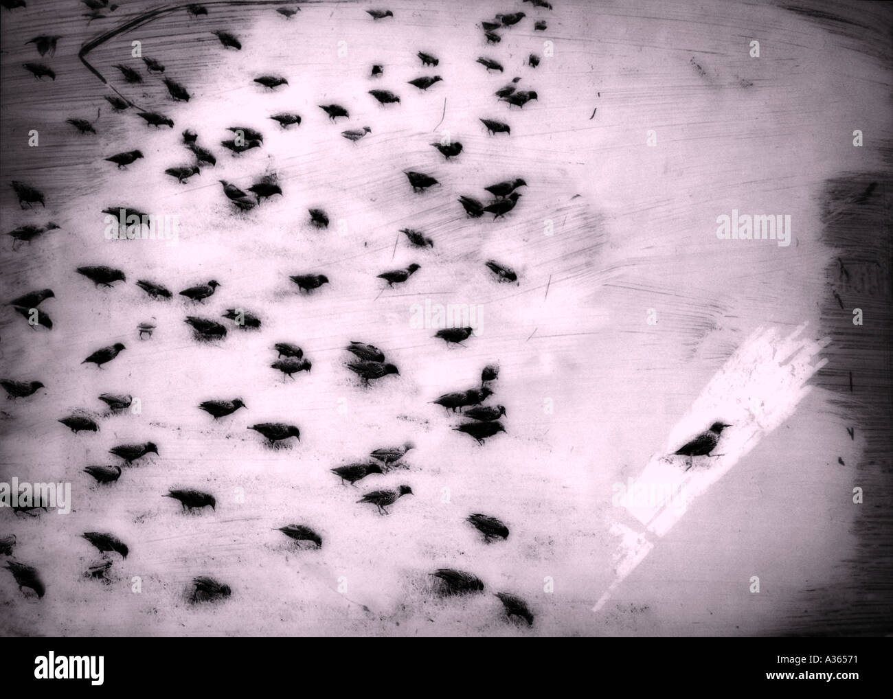 starlings Stock Photo