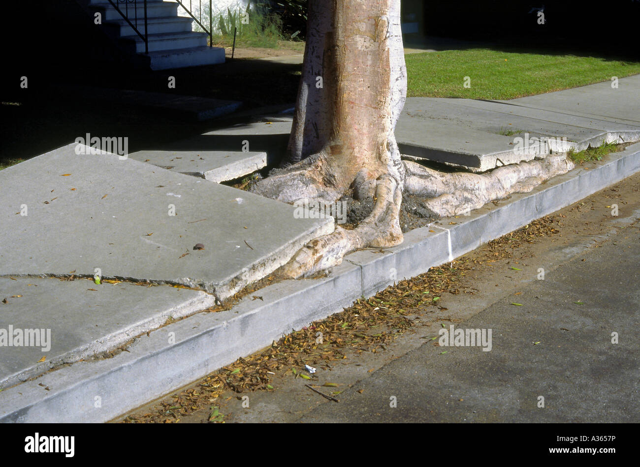 Powerful pressure from tree roots has lifted and cracked sidewalk along