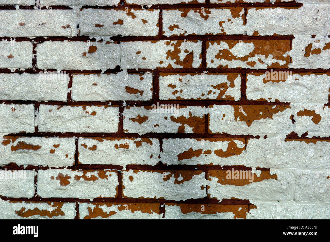 Peeling Paint Coming Off A Whitewashed Brick Wall Stock Photo Alamy