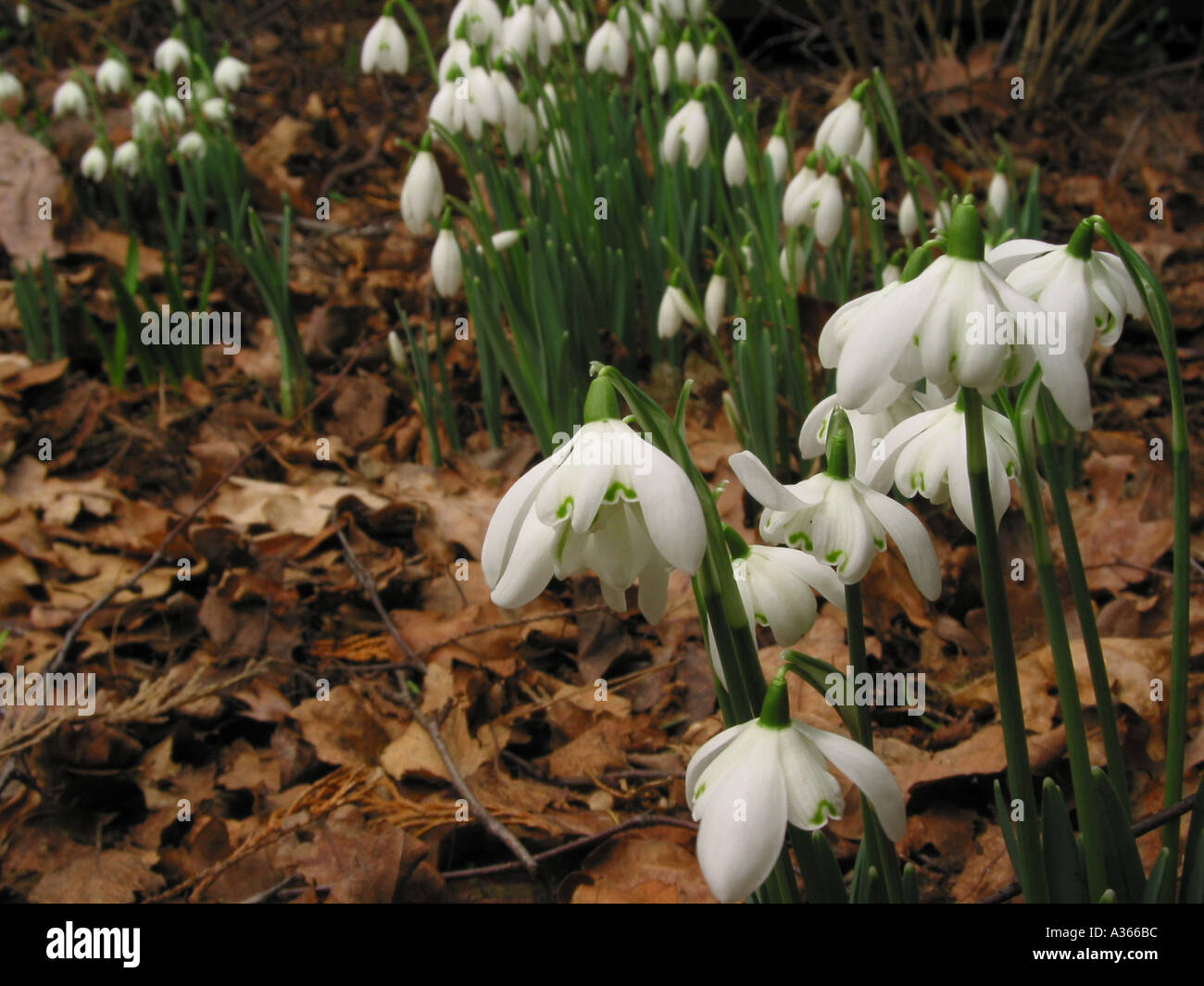Flower of hope. Snowdrop Galanthus Nivalis Spring Flower Stock Photo
