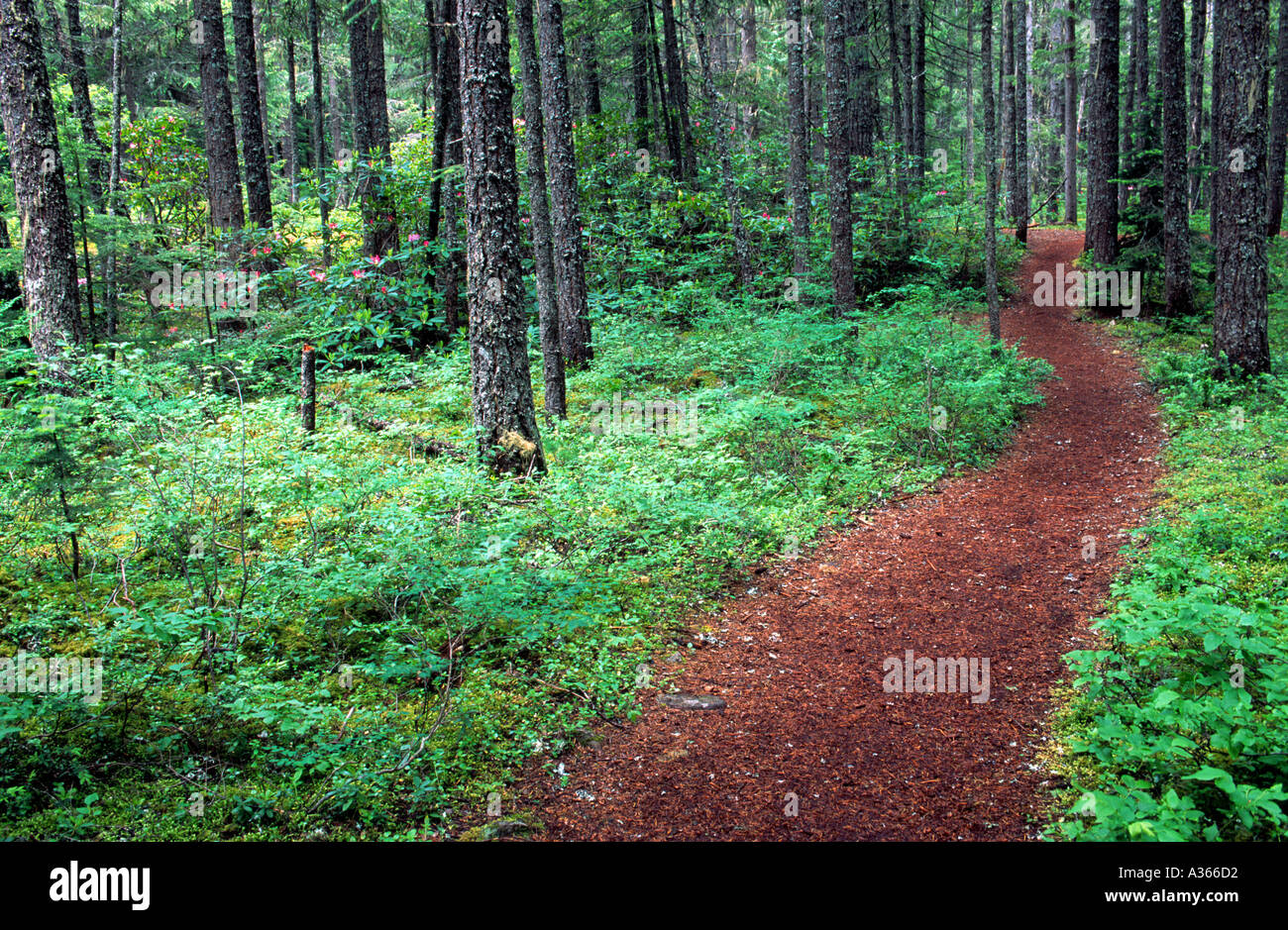 Path through the forest Manning Provincial Park British Columbia Canada Stock Photo
