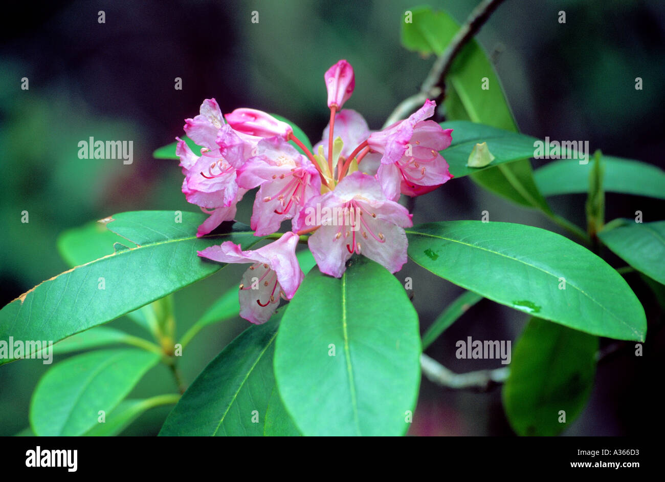 Pacific Rhododendron Rhododendron macrophyllum Manning Provincial Park ...