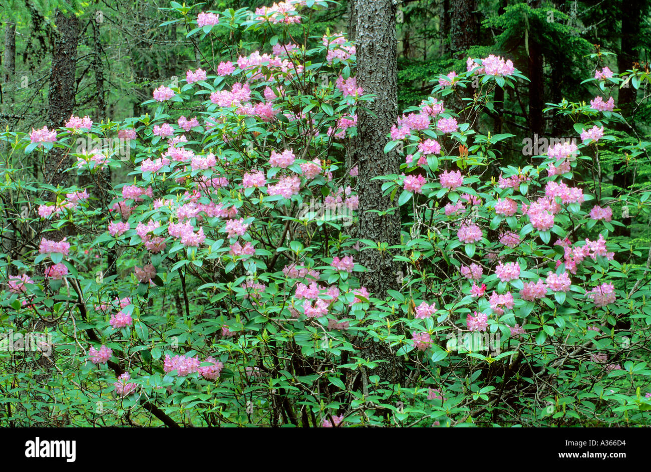 Pacific Rhododendron Rhododendron macrophyllum Manning Provincial Park ...