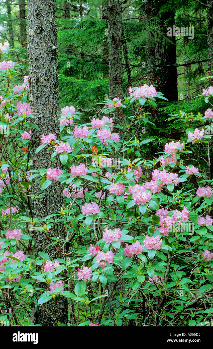 Pacific Rhododendron Rhododendron macrophyllum Manning Provincial Park ...
