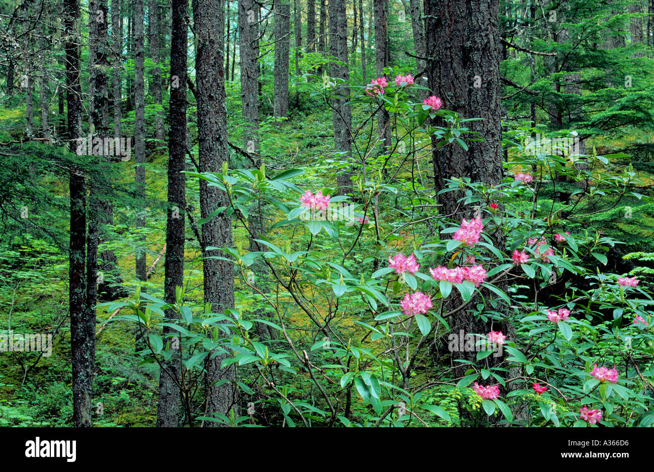 Pacific Rhododendron Rhododendron macrophyllum Manning Provincial Park ...