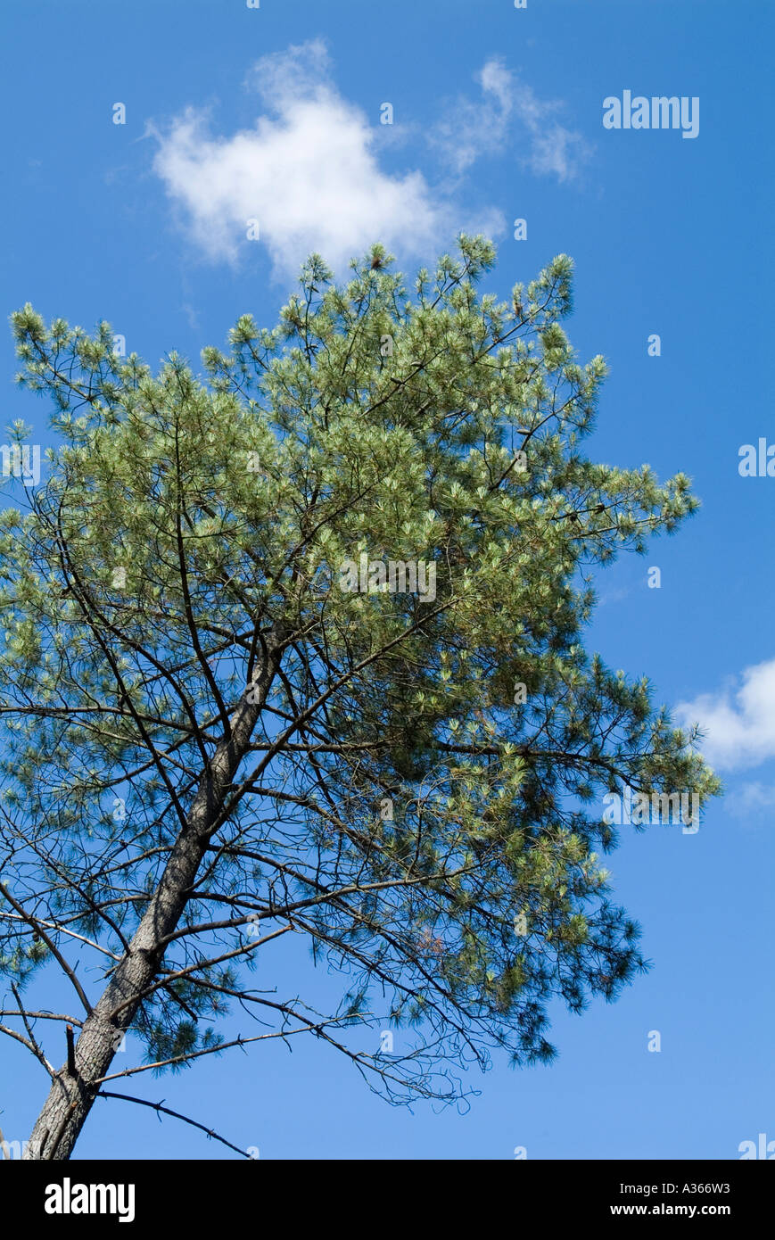 Pine tree low angle view hi-res stock photography and images - Alamy