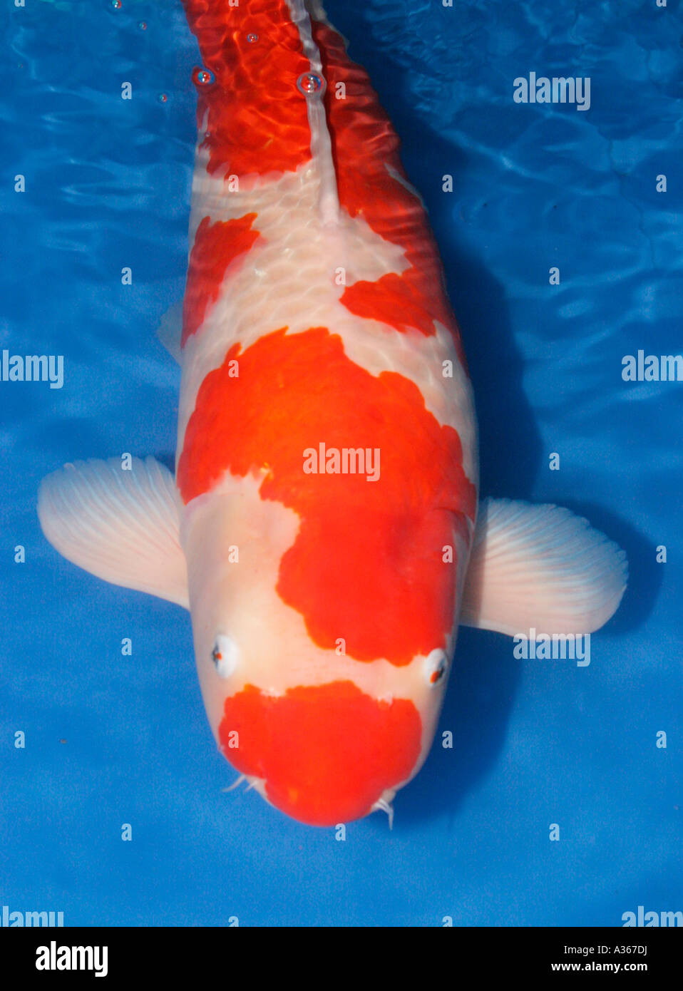 KOHAKU GRAND CHAMPION 2004 Stock Photo - Alamy