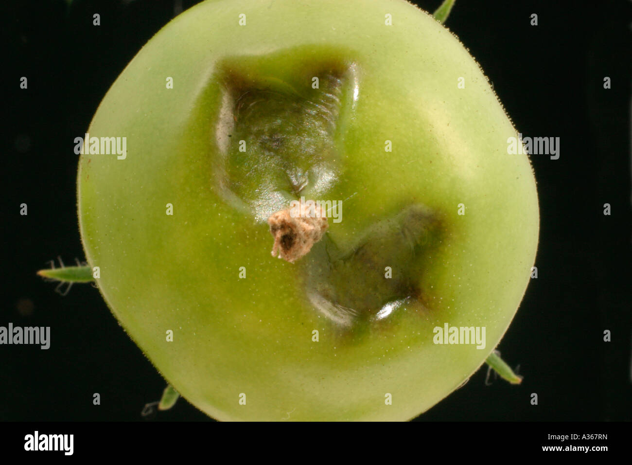 BLOSSOM END ROT ON GREEN TOMATOES Stock Photo