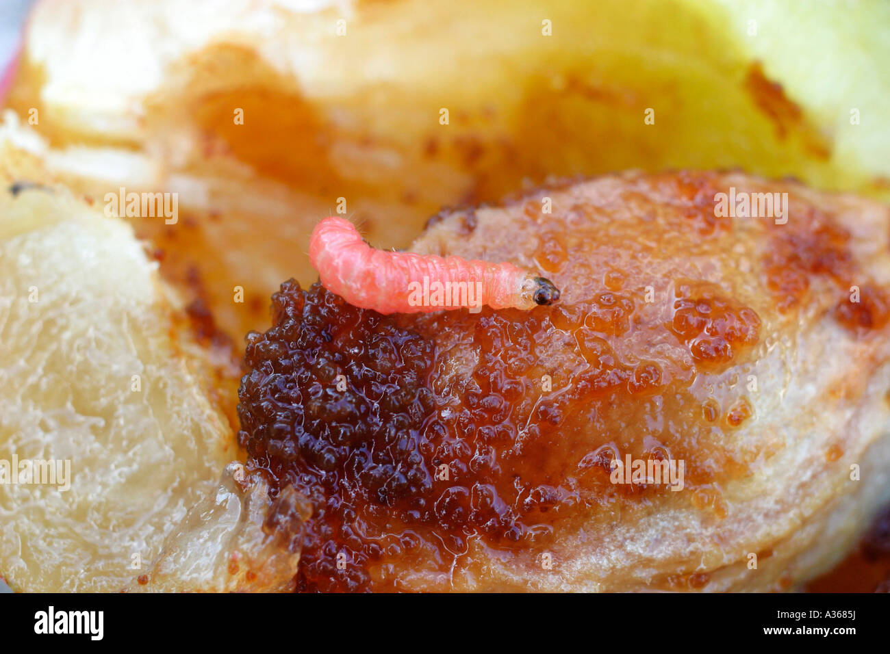 PLUM FRUIT MOTH CYDIA FUNEBRANA CATERPILLER ON PLUM SV Stock Photo