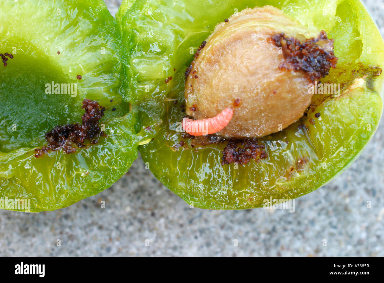 PLUM FRUIT MOTH CATERPILLAR CYDIA FUNEBRANA IN GREENGAGE TOP VIEW Stock Photo Alamy