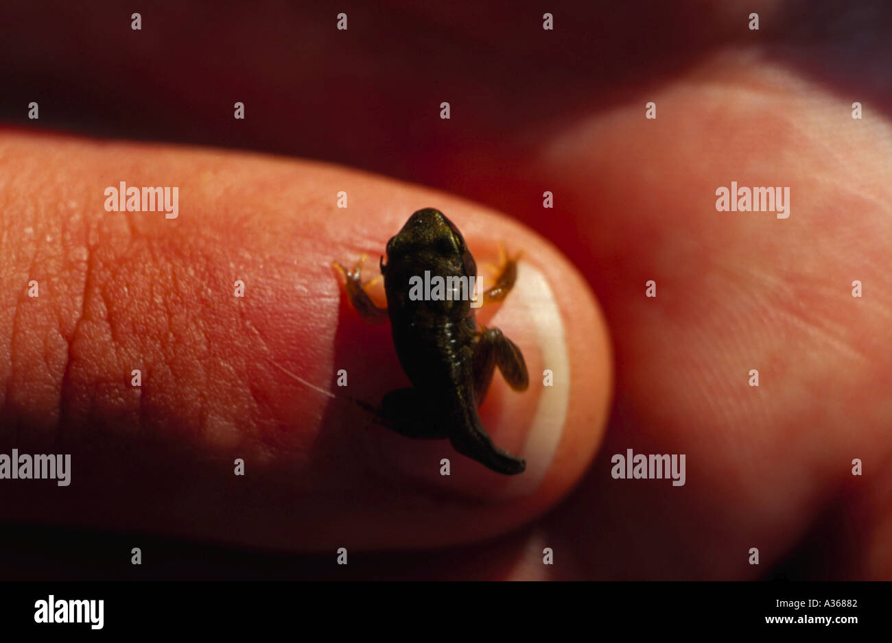 Tadpole of the Common Frog (Rana temporaria) at age 10 to 12 weeks. Stock Photo