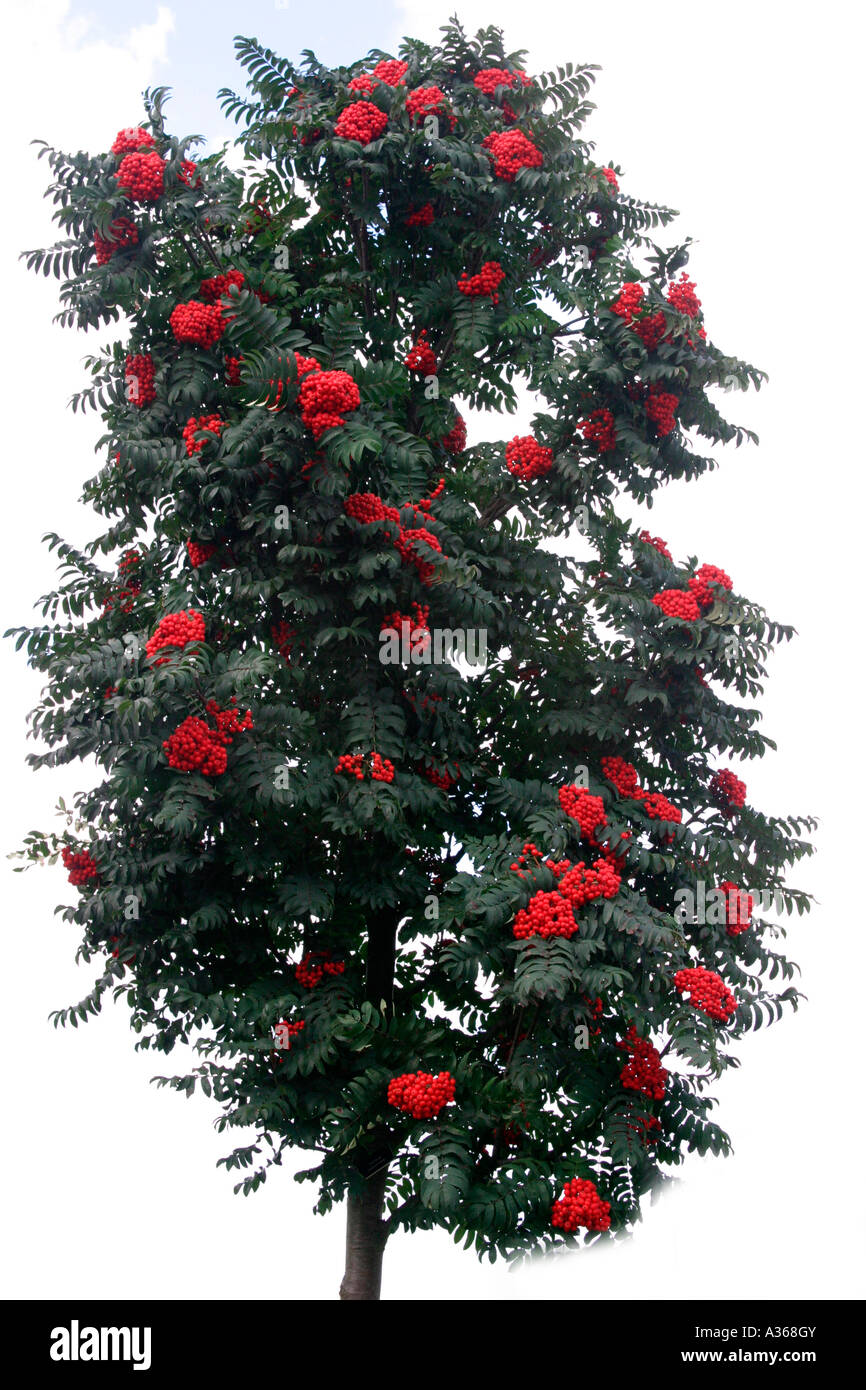 SORBUS COMMIXTE TREE WITH BERRIES Stock Photo