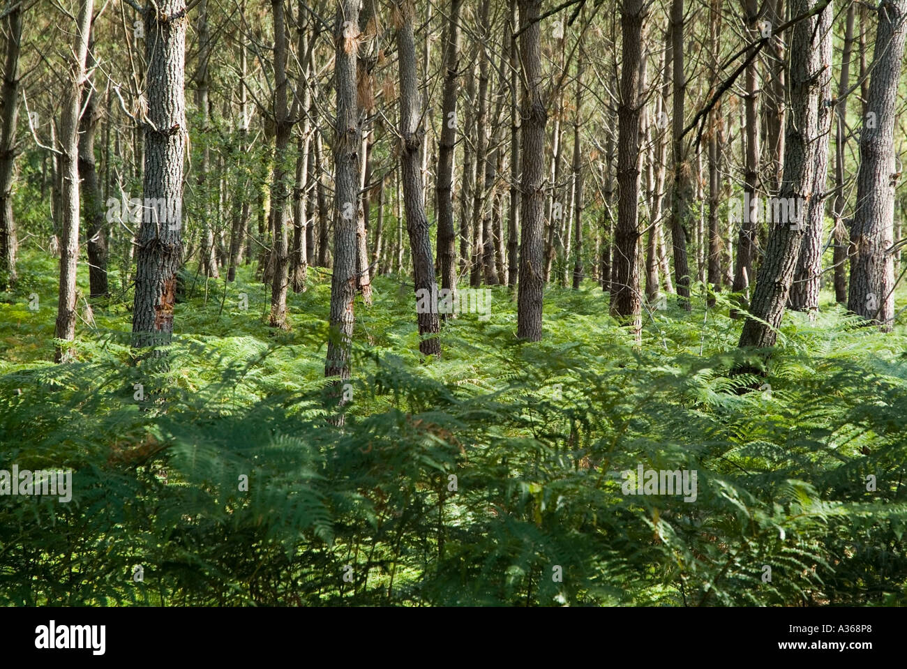 Trees in the Landes forest nearby Hostens in France Aquitaine Stock Photo