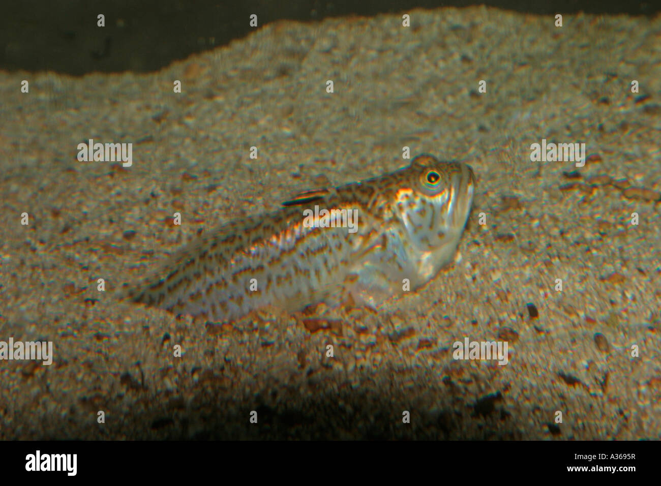 LESSER WEAVER ECHIICHTHYS VIPERA PARTIALLY BURIED Stock Photo - Alamy