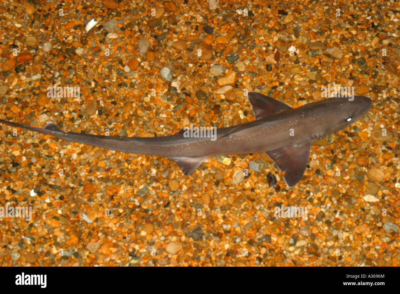 Smoothhound hi-res stock photography and images - Alamy