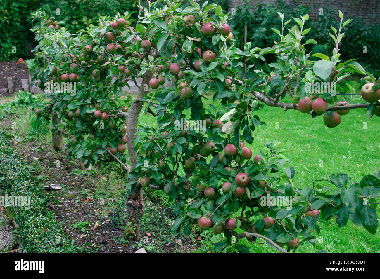apple-tree-with-ripening-fruit-stock-photo-alamy